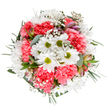 This bouquet, a true celebration of Vauxhall's charm, brings together classic white daisies-each tipped with a lime-green core-and plush coral-pink carnations arranged in a lively, rounded form. The daisies radiate brightness, echoing the cheerful spirit of Vauxhall Saturday markets, while the ruffled carnations infuse warmth and a playful, textured volume. Dainty clouds of white gypsophila float among the flowers, imparting a gentle airiness reminiscent of light drifting over Albert Embankment. Soft eucalyptus leaves and deeper greenery provide subtle contrast and foundation, while discreet alstroemeria buds-tinged with pink and violet-peek throughout, hinting at new blossoms yet to open. Painstakingly composed by local florists, this bouquet glows with optimism and heartfelt intent-ideal for lifting spirits, celebrating life's milestones, or simply adding a flourish of natural beauty to your home. Available for swift flower delivery throughout Vauxhall, Kennington, and beyond, this arrangement encapsulates the sensitive artistry and neighbourhood pride that define Florist Vauxhall's creations.