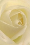 Let yourself be drawn into the intimate embrace of a cream-white rose, where each delicately unfurling petal seems to invite a pause for reflection. The close perspective captures the ethereal play of soft shadows and highlights, echoing the stillness of an early morning stroll beside Vauxhall Pleasure Gardens. The petals, fine as silk and kissed with dew, spiral into a gentle vortex, creating an atmosphere of peace-the kind of tranquility that envelops heartfelt moments or offers solace after a challenging day. This flower, so thoughtfully composed by local hands, reflects Vauxhall's blend of elegance and resilience; the craftsmanship is evident in every flawless fold and creamy hue. The suggestion of a subtle, fresh fragrance hovers in the air-a promise of comfort and renewal, perfect for expressions of sympathy, admiration, or celebration within the vibrant tapestry of the Vauxhall community. The artistry here ensures that each bloom tells a quiet, yet deeply personal, story.